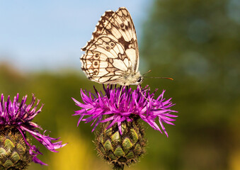 Macro shot of a Melanargia galathea butterfly on a Centaurea scabiosa flower in a wildflower meadow