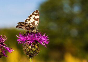 Macro shot of a Melanargia galathea butterfly on a Centaurea scabiosa flower in a wildflower meadow