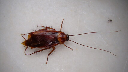 cockroach.
close up of cockroach on white background.
closeup cockroach isolated.
american...