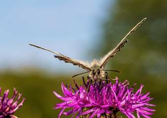 Macro shot of a Melanargia galathea butterfly on a Centaurea scabiosa flower in a wildflower meadow