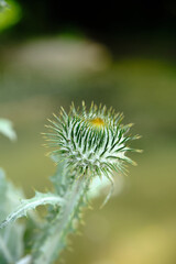 Close-up of Onopordum acanthium aka cotton thistle, Scotch or Scottish thistle, a vigorous biennial plant with coarse, spiny leaves and conspicuous spiny-winged stems.
