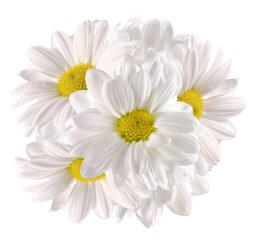 chamomile bouquet isolated on a white background