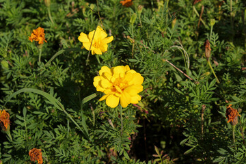 花壇に咲いたイエローのマリーゴールド