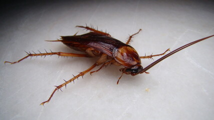 cockroach.
close up of cockroach on white background.
closeup cockroach isolated.
american cockroach.
insects, insect, bugs, bug, animals, animal.
health, hygiene.