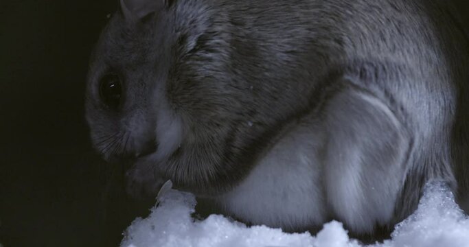 Southern flying squirrel while eating, Maine, USA