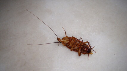 close up of cockroach isolated on white background.
closeup cockroach deceased.
dead...