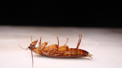 close up of cockroach isolated on white background.
closeup cockroach deceased.
dead cockroach.
american cockroach.
health, hygiene.
insects, insect, bugs, bug, animals, animal.