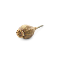 Dried poppyhead with seeds isolated on white