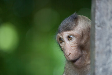 可愛いサル