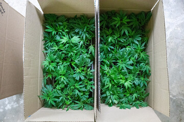 Overhead of young cannabis clones with bright green leaves in cardboard boxes.