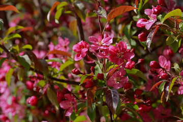Chinese flowering crab-apple blooming, very beautiful