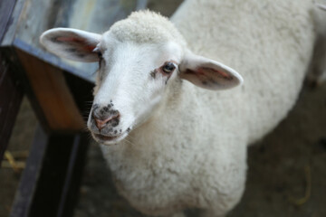 Cute funny sheep on farm, closeup. Animal husbandry