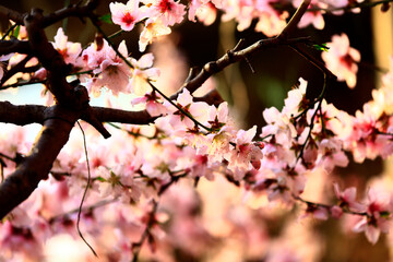 Fototapeta premium In full bloom in the peach blossom