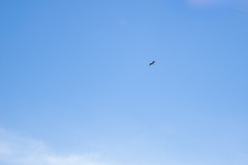 bird flying on a blue sky with clouds.