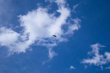 birds in the blue sky with clouds