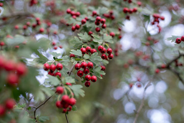 Tree with beautiful red fruits. Outdoor plants with green leaves and red berries.