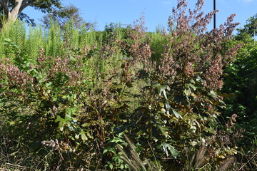 Macleaya cordata (Plume poppy)  fruits (seeds) /  Papaveraceae perennial grass.