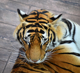 cabeza de tigre