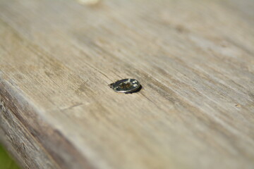 Screw inside wood