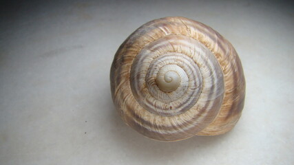 snail isolated.
snail shell on white background.
close up of snail shell.
closeup snail.
slug.
insects, insect, bugs, bug, animals, animal, wildlife, wild nature, forest, woods, garden, park