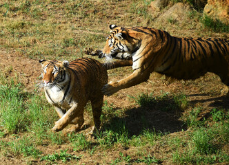 tigres jugando en un safari