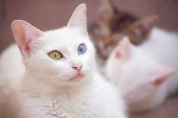 Heterochromia cat mum with kittens 