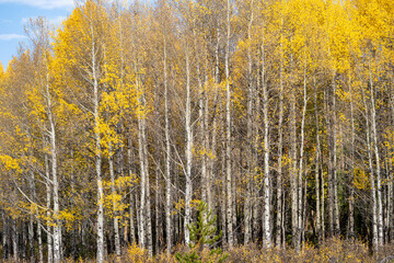 Yellow aspen trees in the fall in Rocky Mountain National Park Colorado
