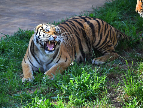 tigre de bengala