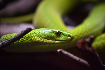 a green snake in the jungle