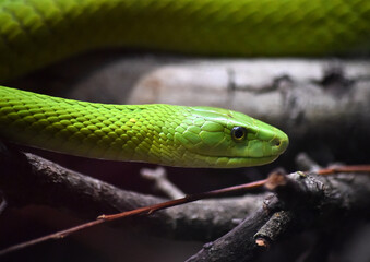 a green snake in the jungle