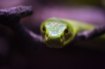 a green snake in the jungle
