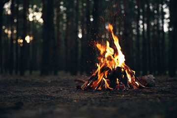 Beautiful bonfire with burning firewood in forest. Space for text