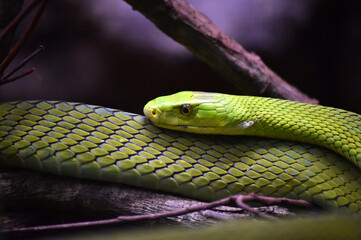 a green snake in the jungle