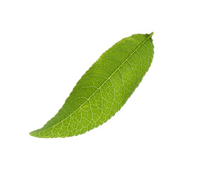 Fototapeta na wymiar Fresh green peach leaf isolated on white