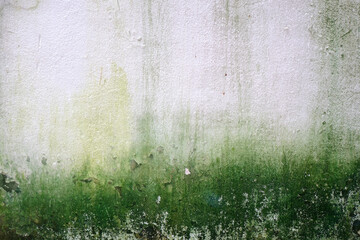 Weathered white concrete wall with green algae background and texture