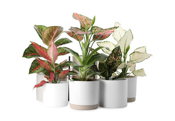 Beautiful Aglaonema plants in flowerpots isolated on white. House decor