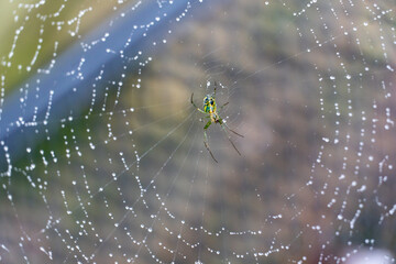 Green spider on web
