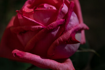 Single real pink rose closeup