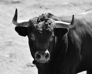 cuernos de un toro español