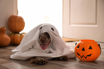 Adorable English Cocker Spaniel dressed as ghost with Halloween trick or treat bucket at home