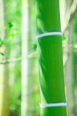 Obraz premium 竹林