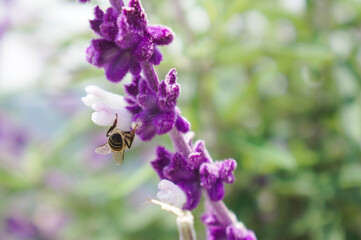 Bee on a purple flower