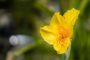Exotic yellow flower