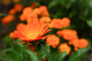 Orange daisies in the nature