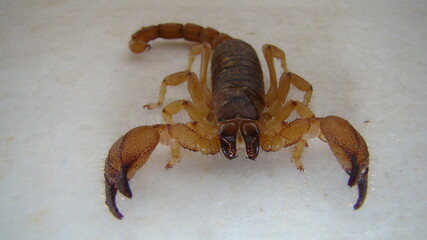 scorpion isolated.
scorpion on white background.
close up yellow scorpion.
closeup scorpion .
insects, insect, bugs, bug, animals, animal, wildlife, wild nature, forest, woods, garden, park