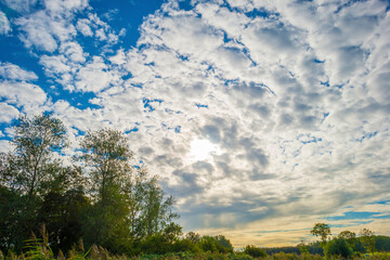 Obraz premium Fields and trees in a green grassy landscape under a blue cloudy sky in sunlight at fall, Almere, Flevoland, Netherlands, September 29, 2020