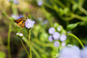 Butterfly on a purple flower