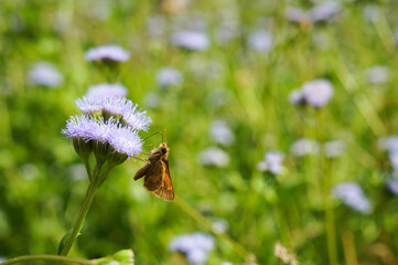 butterfly on a flower
