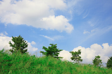 Obraz premium 青空と樹木