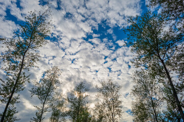 Fields and trees in a green grassy landscape under a blue cloudy sky in sunlight at fall, Almere, Flevoland, Netherlands, September 29, 2020
